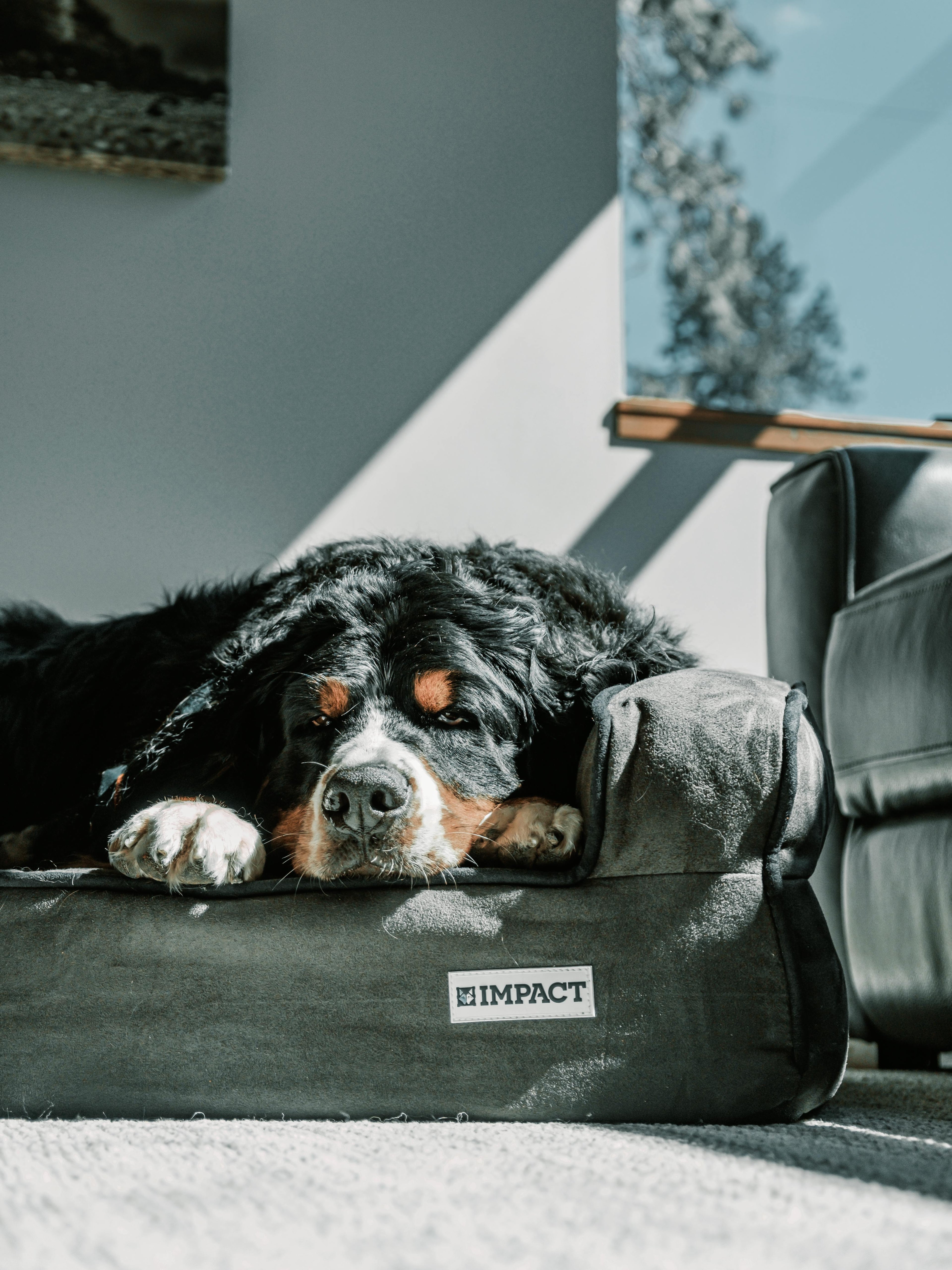 Pet Beds