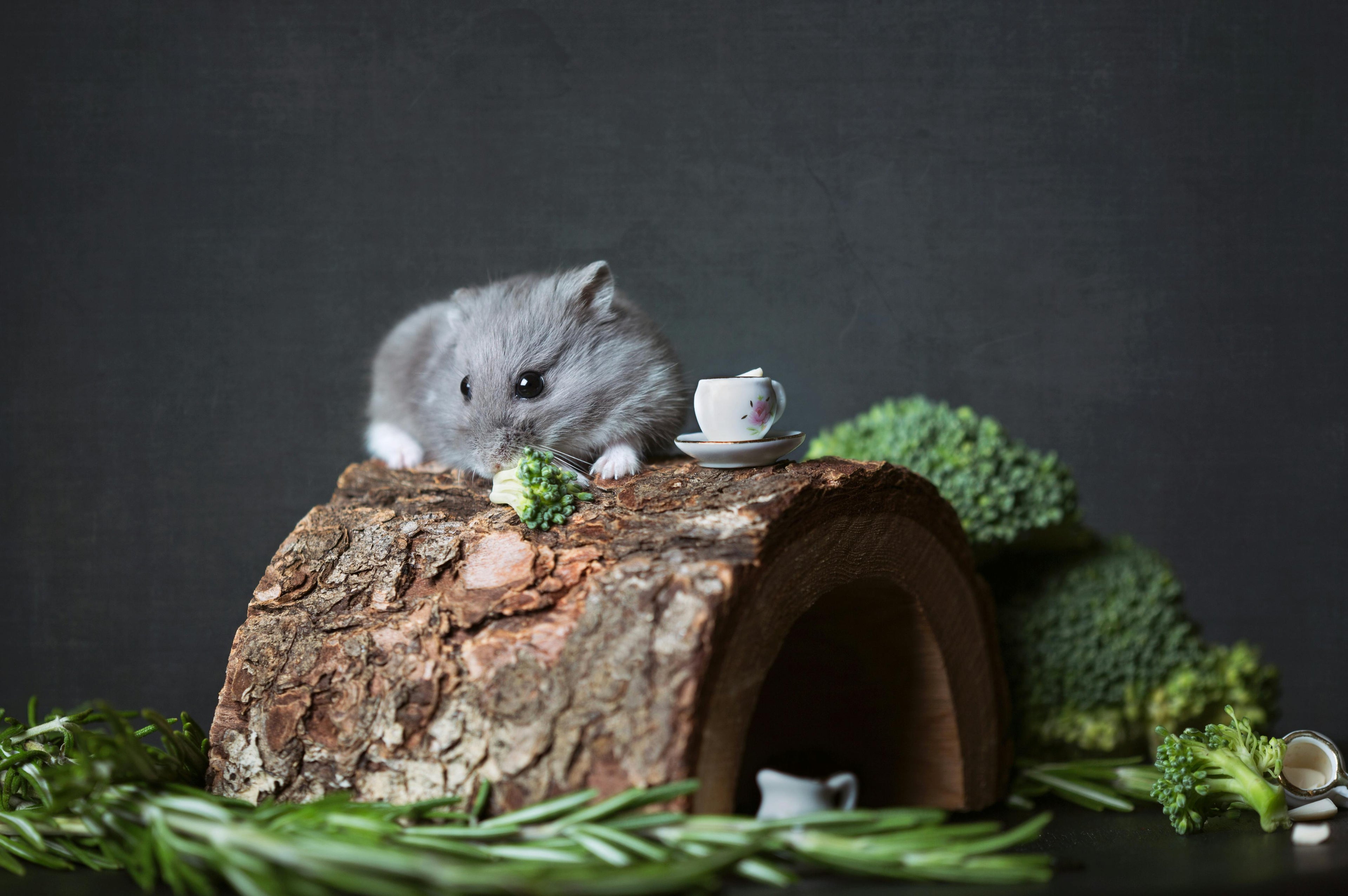 Small Rodent Accessories
