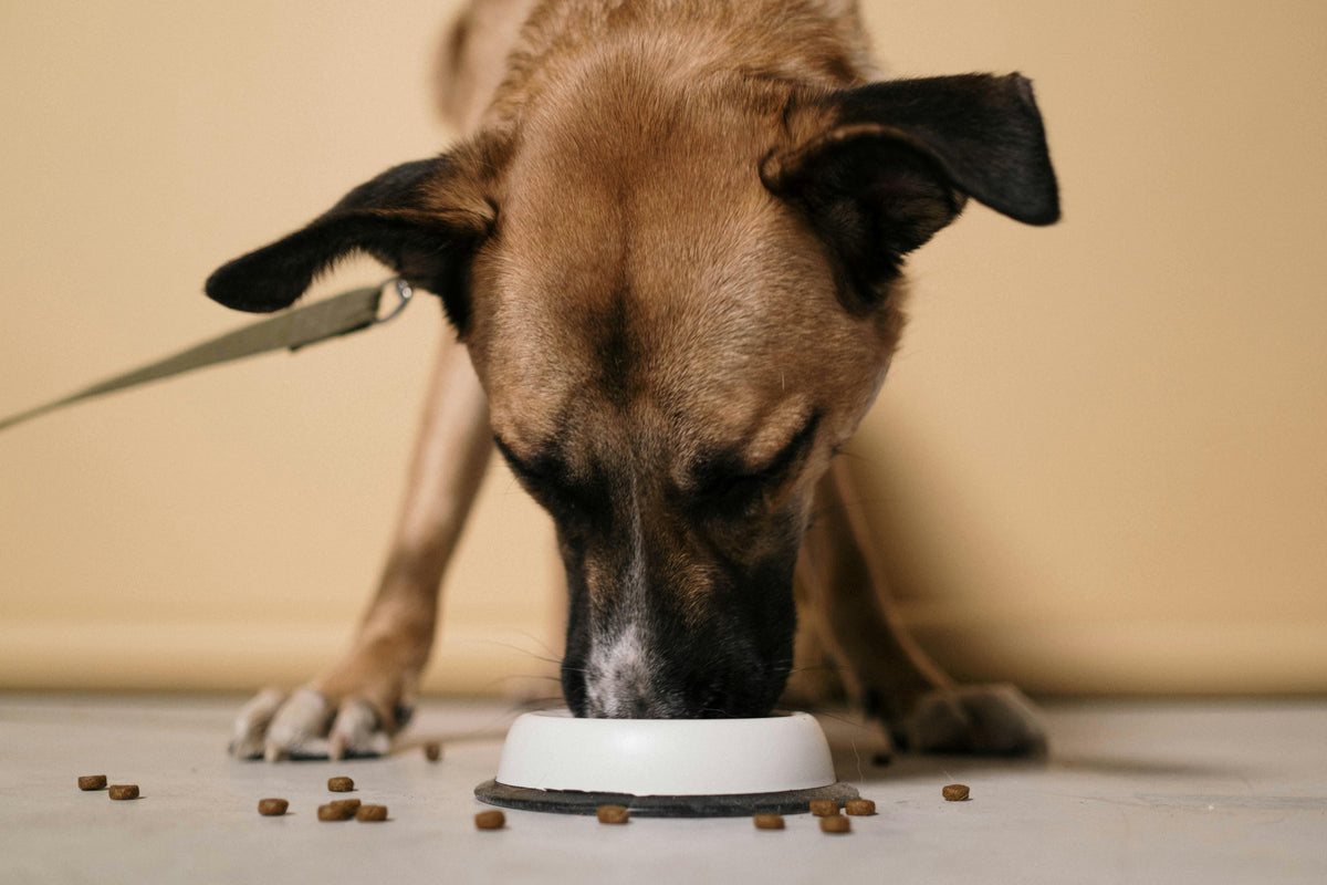 Dog Bowls