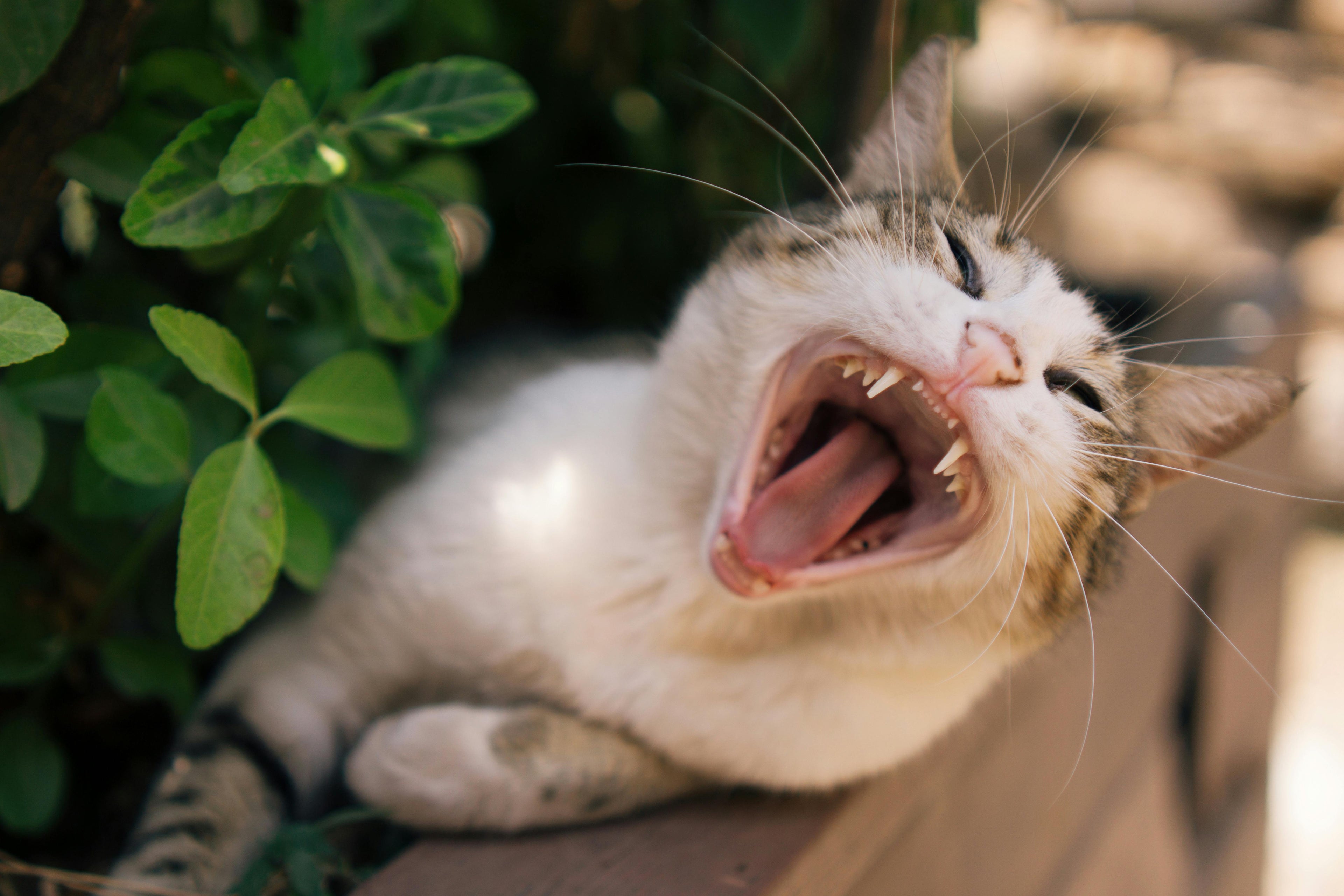 Catnip