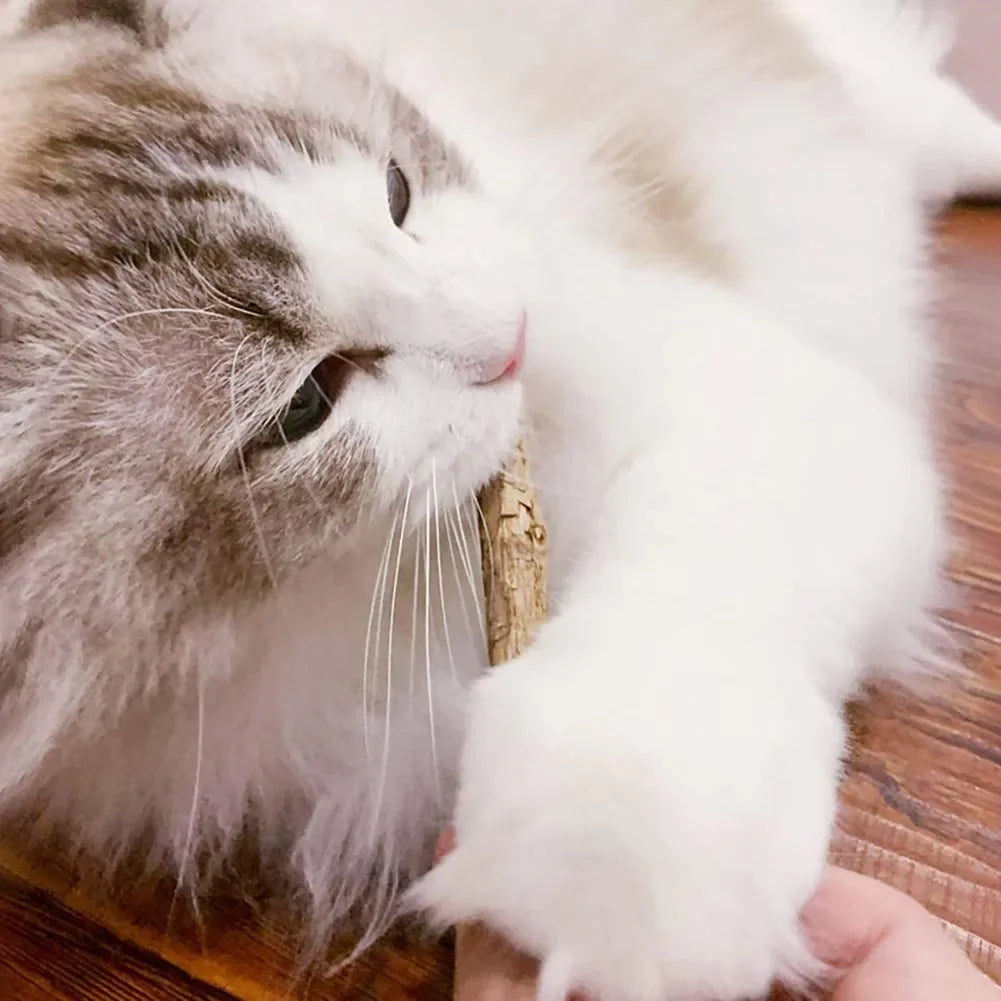 15pcs Natural Matatabi Cat Catnip Toy Kitten Molar Chew Stick Pet Cleaning Teeth Cat Treat Toy Actinidia Silvervine Pet Products